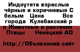 Индоутята взраслые чёрные и коричневые С белым › Цена ­ 450 - Все города, Кулебакский р-н Животные и растения » Птицы   . Ненецкий АО